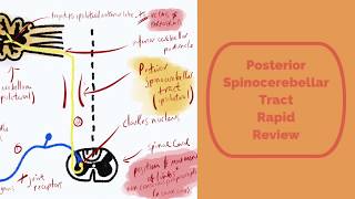 The Posterior Spinocerebellar Tract Rapid Review [upl. by Teferi582]