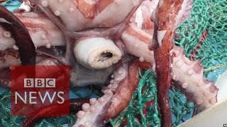 Rare colossal squid examined by scientists  BBC News [upl. by Roon235]