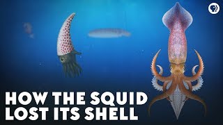 How the Squid Lost Its Shell [upl. by Gerstner]