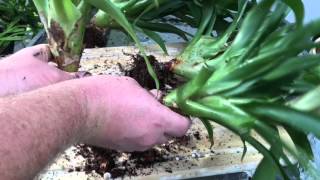 BROMELIAD CARE PROPAGATING METHODS BY SEEDS AND DIVIDING PUPS [upl. by Ophelie194]