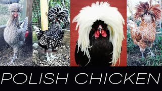 Polish Chicken And Chicks [upl. by Corine]