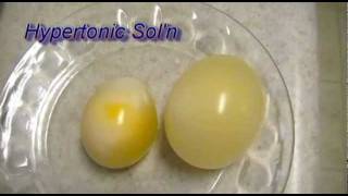 Egg Osmosis Hypertonic vs Hypotonic Solution [upl. by Hgielrac965]