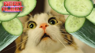 Why Cats Are Scared of Cucumbers [upl. by Talley]