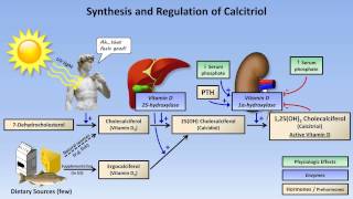 Calcium and Phosphate Metabolism [upl. by Fernand]