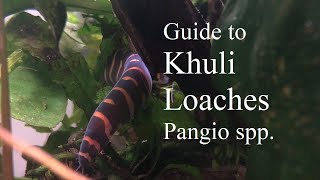 Caring for the Kuhli Loach Pangio sp [upl. by Ivatts558]