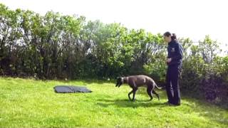 Training young Sighthounds [upl. by Sorel]