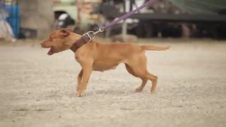 INTERVIEW WITH A GAME AMERICAN PIT BULL TERRIER BREEDER [upl. by Ahsemaj725]