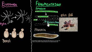 Budding spores fragmentation amp regeneration  How do organisms reproduce  Biology  Khan Academy [upl. by Adams]