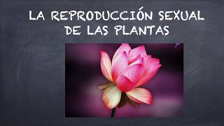 La reproducción sexual de las plantas [upl. by Ashley]