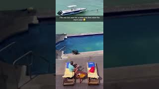 Sea Lion Steals Pool Chair [upl. by Ellednahs]