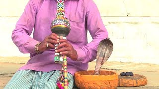 Indian Snake Charmer  Flute  Pushkar Rajasthan [upl. by Aivilo760]