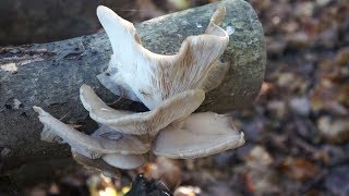 Faire pousser des champignons comestibles [upl. by Norene675]