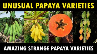 Unusual Papaya Varieties  Different Types of Strange Papaya Varieties [upl. by Acinad]