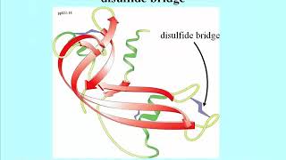 135 Disulfide Bridges Stabilize Protein Structure [upl. by Adnamal]