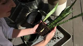 How to repot snake plant [upl. by Duester]