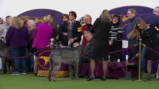 Scottish Deerhounds  Breed Judging 2020 [upl. by Cox]