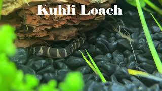 FISH TANK TOUR  SHRIMP  BETA  KUHLI LOACH  CORYDORA  CARDINAL TETRAS AND MORE [upl. by Eel]