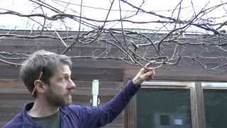 How to winter prune wisteria [upl. by Iv]