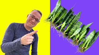 Secrets to Snake Plant Propagation How to Propagate Sansevieria [upl. by Krever]