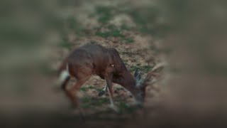 Single Bevel Broadhead Test  IRON WILL  Slow Motion Broadhead Field Test [upl. by Laynad]