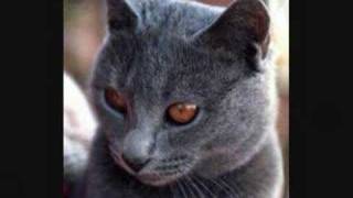 gros plan sur le chartreux [upl. by Antonius]