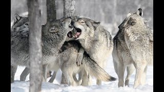 Meilleure documentaire ANIMAUX Le loup gris 2019 [upl. by Uolyram340]