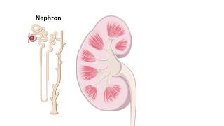 Renal Hemodynamics Animation [upl. by Effy]