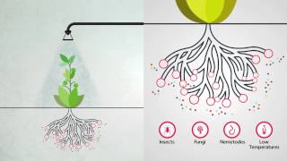 Foliar Feeding  Highly Effective Plant Nutrition [upl. by Elisabeth]