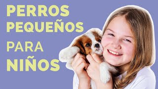 Las 11 mejores RAZAS DE PERROS PEQUEÑOS para niños Parte 1 [upl. by Nikolaus3]