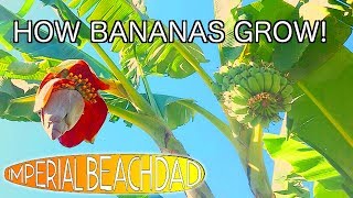 Banana Tree Time Lapse  4 months in 1 minute [upl. by Rebmik]