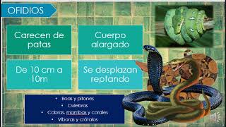 LOS REPTILES [upl. by Daph]