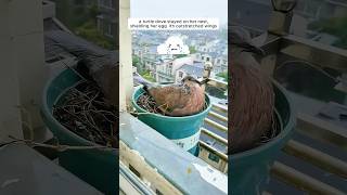 A woman supported a mother turtle dove in raising her chicks [upl. by Beaufert]