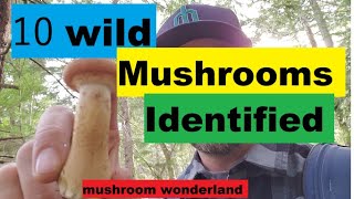 10 Wild Mushrooms in the PNW Identified [upl. by Hickey593]