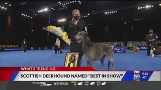 Best in Show goes to Scottish deerhound [upl. by Nevar116]