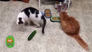 crazy cats scared of cucumbers part II funnycat12 [upl. by Douglas373]