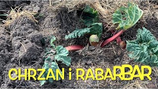 CHRZAN I RABARBAR jak rosną po posadzeniu  Horseradish and rhubarb [upl. by Bigner328]