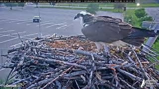 Welcome to the world Hellgate Osprey 6122024 [upl. by Dewhirst]