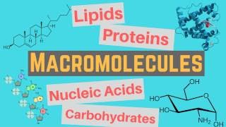 Macromolecules  Classes and Functions [upl. by Nilson]