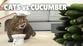 Cats vs Cucumber  Kittisaurus [upl. by Tal]