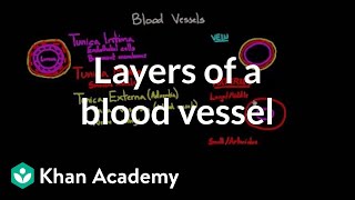 Layers of a blood vessel  Circulatory system physiology  NCLEXRN  Khan Academy [upl. by Mitch]