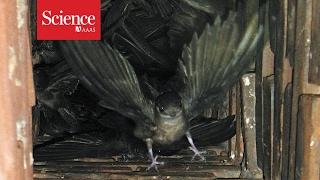 Watch these daredevil birds dive into chimneys en masse [upl. by Zared]