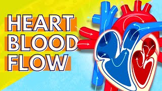 How Blood Flows Through the Heart [upl. by Caleb]