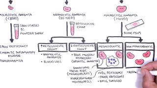 Anaemia anemia  classification microcytic normocytic and macrocytic and pathophysiology [upl. by Palila]