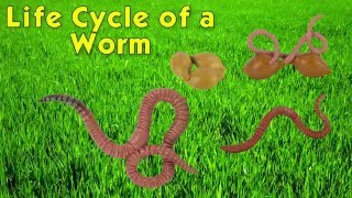 Safari Ltd® Life Cycle of a Worm [upl. by Adnic]