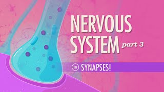 The Nervous System Part 3  Synapses Crash Course Anatomy amp Physiology 10 [upl. by Inaniel]