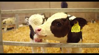 Calf Rearing  Routine Calf Management [upl. by Llovera]