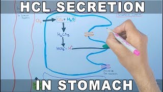 Mechanism of HCL Secretion [upl. by Eussoj]