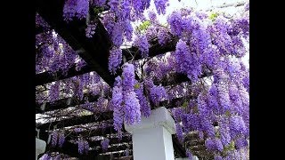 Planting Wisteria how to grow [upl. by Yniatirb]