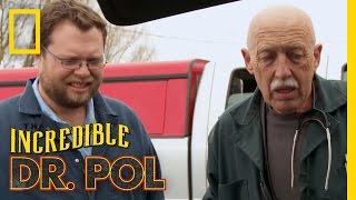 Fawn’s Feeble Calves  The Incredible Dr Pol [upl. by Elime708]