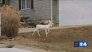 Hunter kills albino deer in Jefferson County neighborhood [upl. by Heindrick]